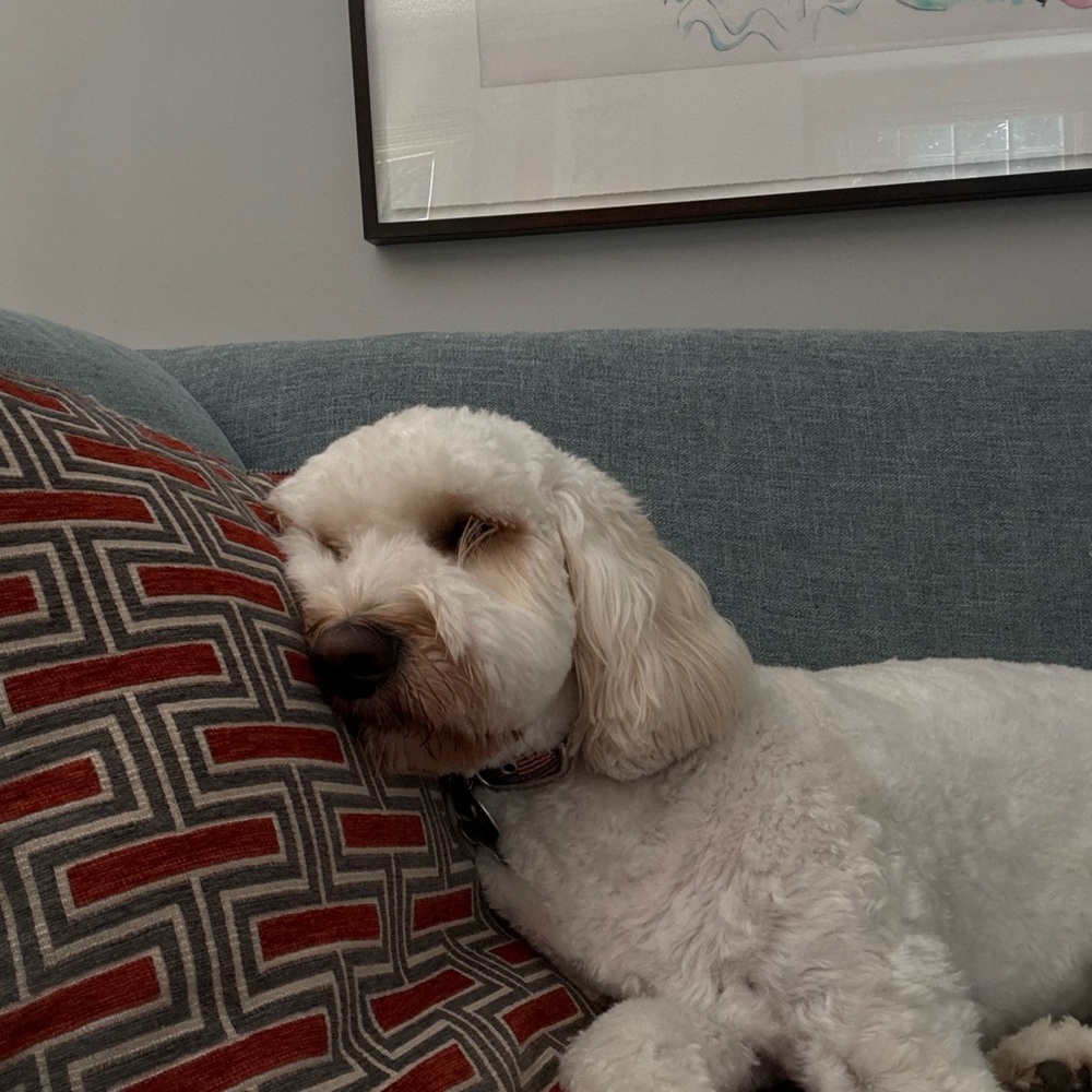 Meet your Posher, Reuben